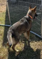 Orange L F, a female German Shepherd Dog for sale in Irwinton, GA – 4 of 10