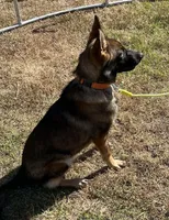 Orange L F, a female German Shepherd Dog for sale in Irwinton, GA – 2 of 10