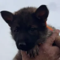 Orange L F, a female German Shepherd Dog for sale in Irwinton, GA – Photo 2 of 9