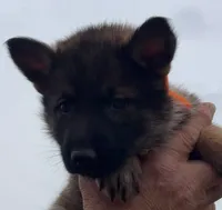 Orange L F, a female German Shepherd Dog for sale in Irwinton, GA – Photo 2 of 9