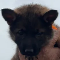 Orange L F, a female German Shepherd Dog for sale in Irwinton, GA – Photo 6 of 9