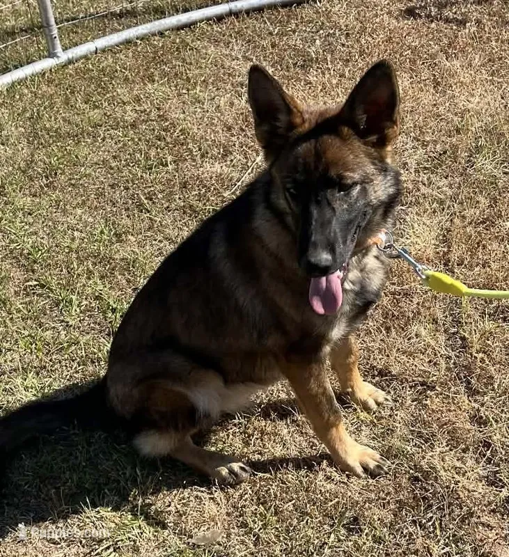 Orange L F – German Shepherd Dog puppy for sale in Irwinton, GA