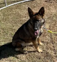 Orange L F, a female German Shepherd Dog for sale in Irwinton, GA – 1 of 10