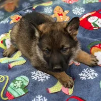 Orange L F, a female German Shepherd Dog for sale in Irwinton, GA – Photo 5 of 9
