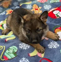 Orange L F, a female German Shepherd Dog for sale in Irwinton, GA – Photo 5 of 9