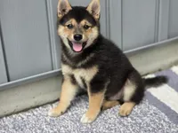 Randy, a male Shiba Inu for sale in Grabill, IN – 6 of 6