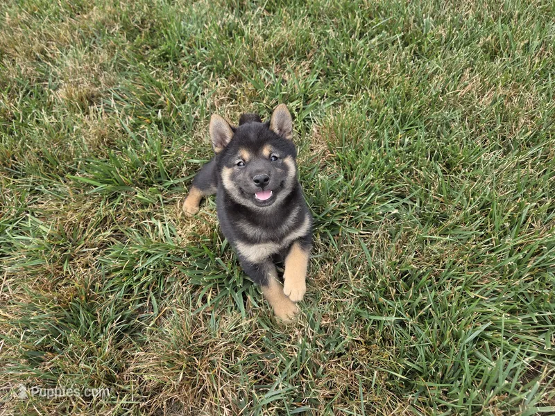 Oliver – Shiba Inu puppy for sale in Grabill, IN