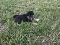 Stella, a female Shiba Inu for sale in Grabill, IN – 8 of 10