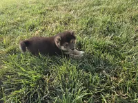 Randy, a male Shiba Inu for sale in Grabill, IN – 2 of 4