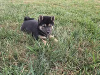 Bella , a female Shiba Inu for sale in Grabill, IN – 4 of 4