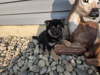 Oliver, a male Shiba Inu for sale in Grabill, IN – 6 of 7