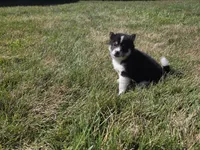 Tulip, a female Shiba Inu for sale in Grabill, IN – 3 of 4