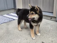 Randy, a male Shiba Inu for sale in Grabill, IN – 5 of 6