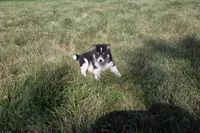 Tulip, a female Shiba Inu for sale in Grabill, IN – 4 of 4