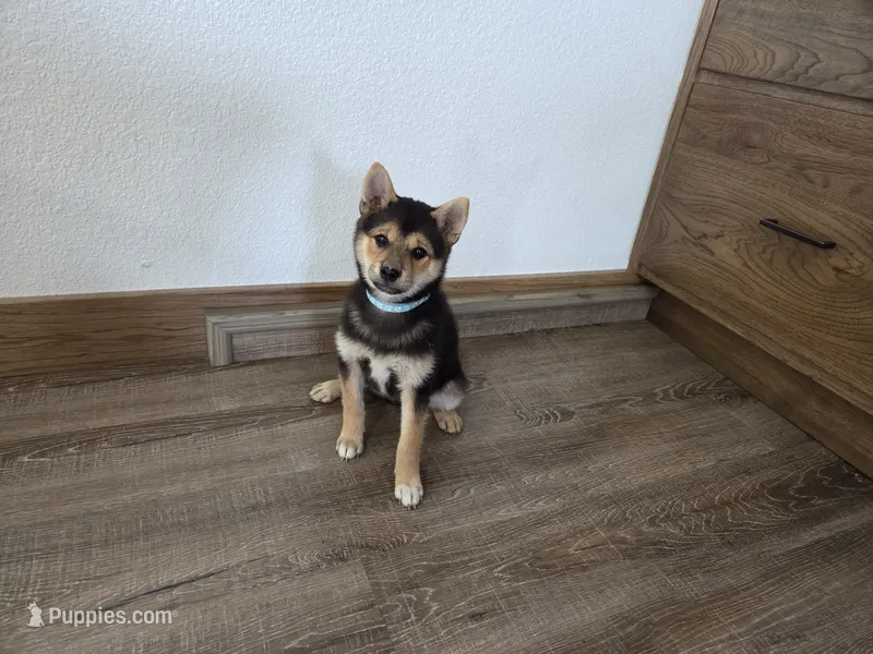 Randy – Shiba Inu puppy for sale in Grabill, IN