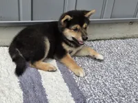 Randy, a male Shiba Inu for sale in Grabill, IN – 4 of 6