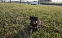 Oliver, a male Shiba Inu for sale in Grabill, IN – 3 of 7