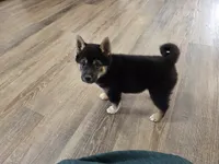 Stella, a female Shiba Inu for sale in Grabill, IN – 9 of 10