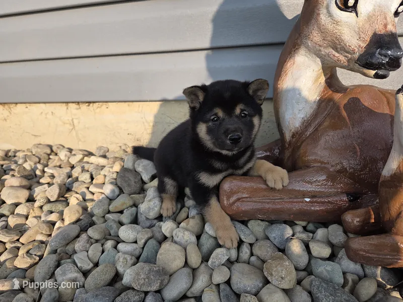 Oliver – Shiba Inu puppy for sale in Grabill, IN