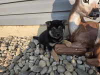 Oliver, a male Shiba Inu for sale in Grabill, IN – 1 of 7