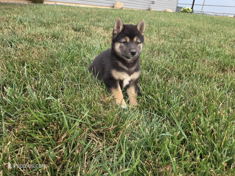 Bella  – Shiba Inu puppy for sale in Grabill, IN