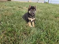 Bella , a female Shiba Inu for sale in Grabill, IN – 1 of 4
