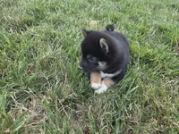 Stella, a female Shiba Inu for sale in Grabill, IN – 7 of 10