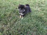 Stella, a female Shiba Inu for sale in Grabill, IN – 6 of 10