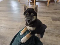 Stella, a female Shiba Inu for sale in Grabill, IN – 2 of 10