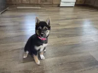 Stella, a female Shiba Inu for sale in Grabill, IN – 3 of 10