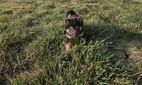 Oliver, a male Shiba Inu for sale in Grabill, IN – 7 of 7
