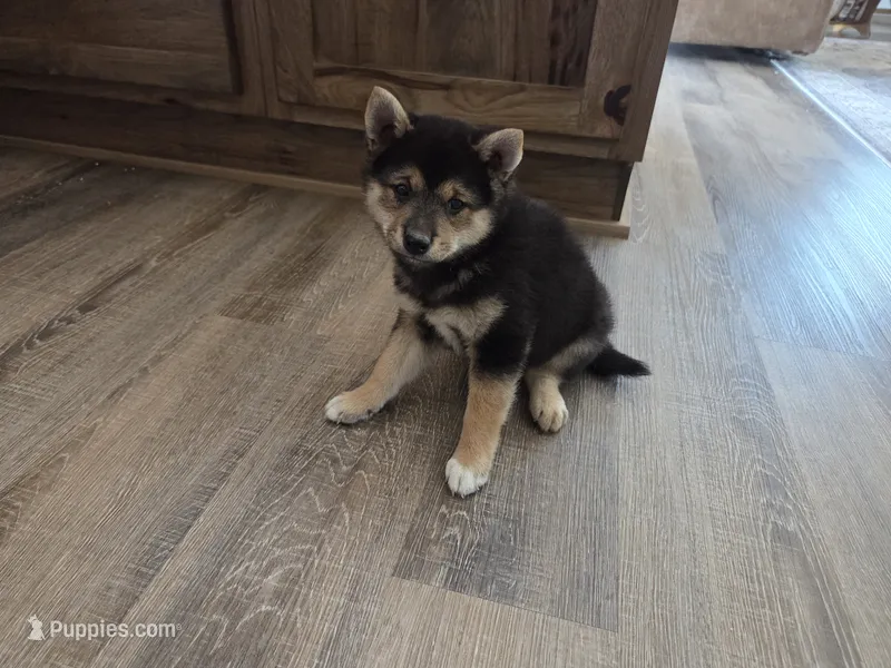 Randy – Shiba Inu puppy for sale in Grabill, IN