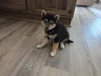 Randy, a male Shiba Inu for sale in Grabill, IN – 1 of 6