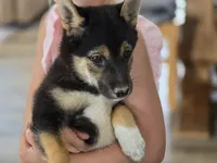 Stella, a female Shiba Inu for sale in Grabill, IN – 10 of 10