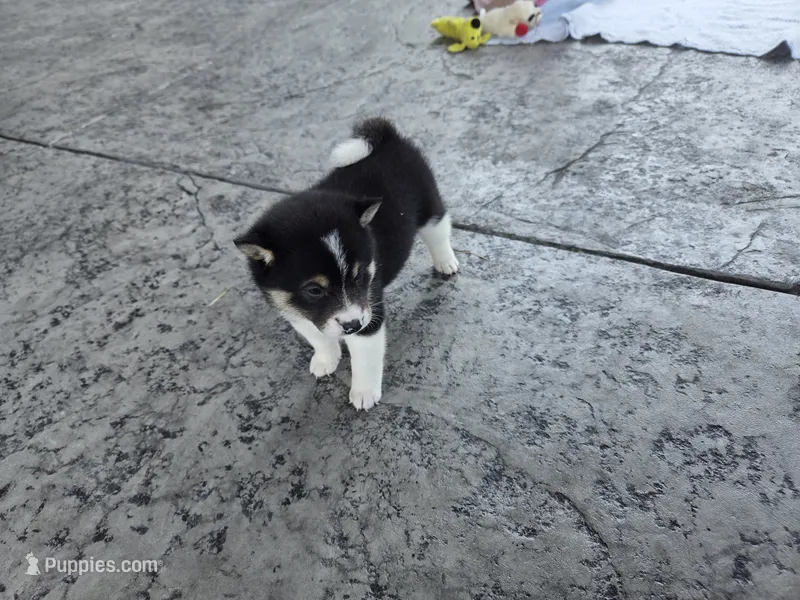 Tulip – Shiba Inu puppy for sale in Grabill, IN