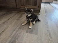 Randy, a male Shiba Inu for sale in Grabill, IN – 2 of 6