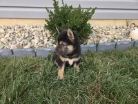 Bella , a female Shiba Inu for sale in Grabill, IN – 3 of 4
