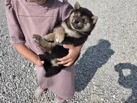 Randy, a male Shiba Inu for sale in Grabill, IN – 4 of 4