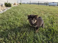 Oliver, a male Shiba Inu for sale in Grabill, IN – 4 of 7