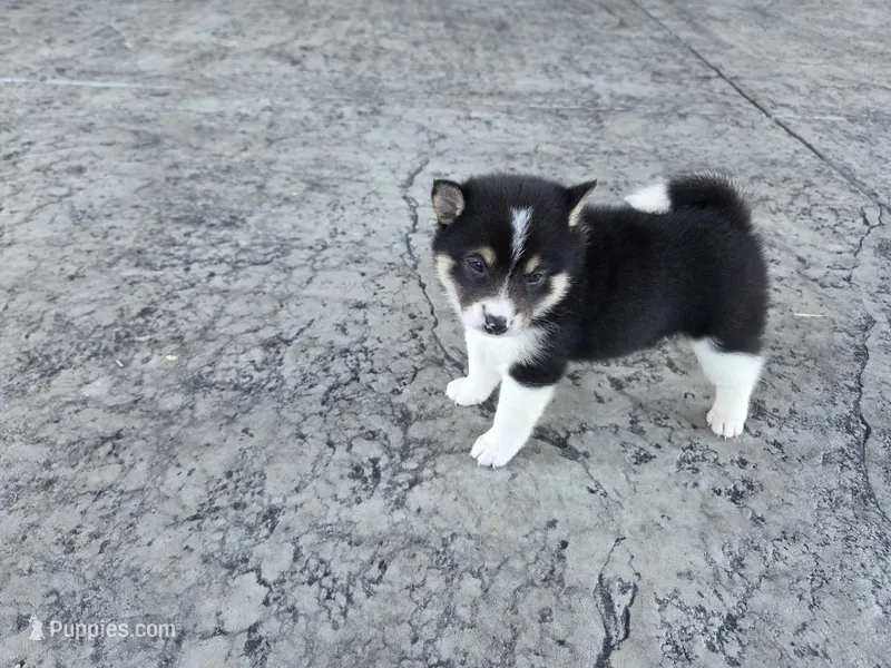 Tulip – Shiba Inu puppy for sale in Grabill, IN