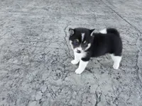 Tulip, a female Shiba Inu for sale in Grabill, IN – 2 of 4