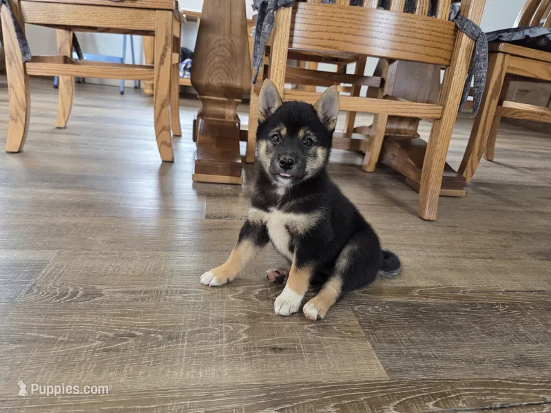 Stella – Shiba Inu puppy for sale in Grabill, IN
