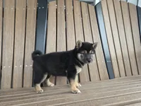 Bella , a female Shiba Inu for sale in Grabill, IN – 2 of 4