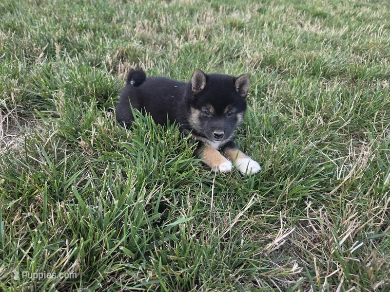 Stella – Shiba Inu puppy for sale in Grabill, IN