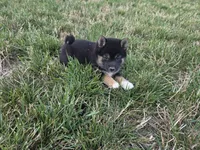 Stella, a female Shiba Inu for sale in Grabill, IN – 5 of 10
