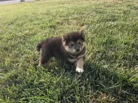 Randy, a male Shiba Inu for sale in Grabill, IN – 3 of 4