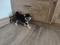 Randy, a male Shiba Inu for sale in Grabill, IN – 1 of 4
