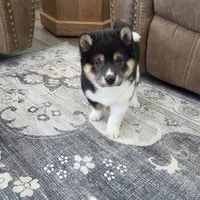 Rhino, a male Shiba Inu for sale in Grabill, IN – 8 of 10