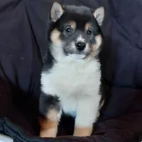 Rhino, a male Shiba Inu for sale in Grabill, IN – 2 of 10