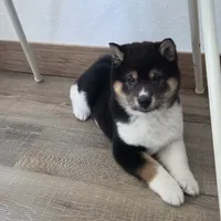 Rhino, a male Shiba Inu for sale in Grabill, IN – 7 of 10